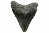 Juvenile Megalodon Tooth - South Carolina #375967-1
